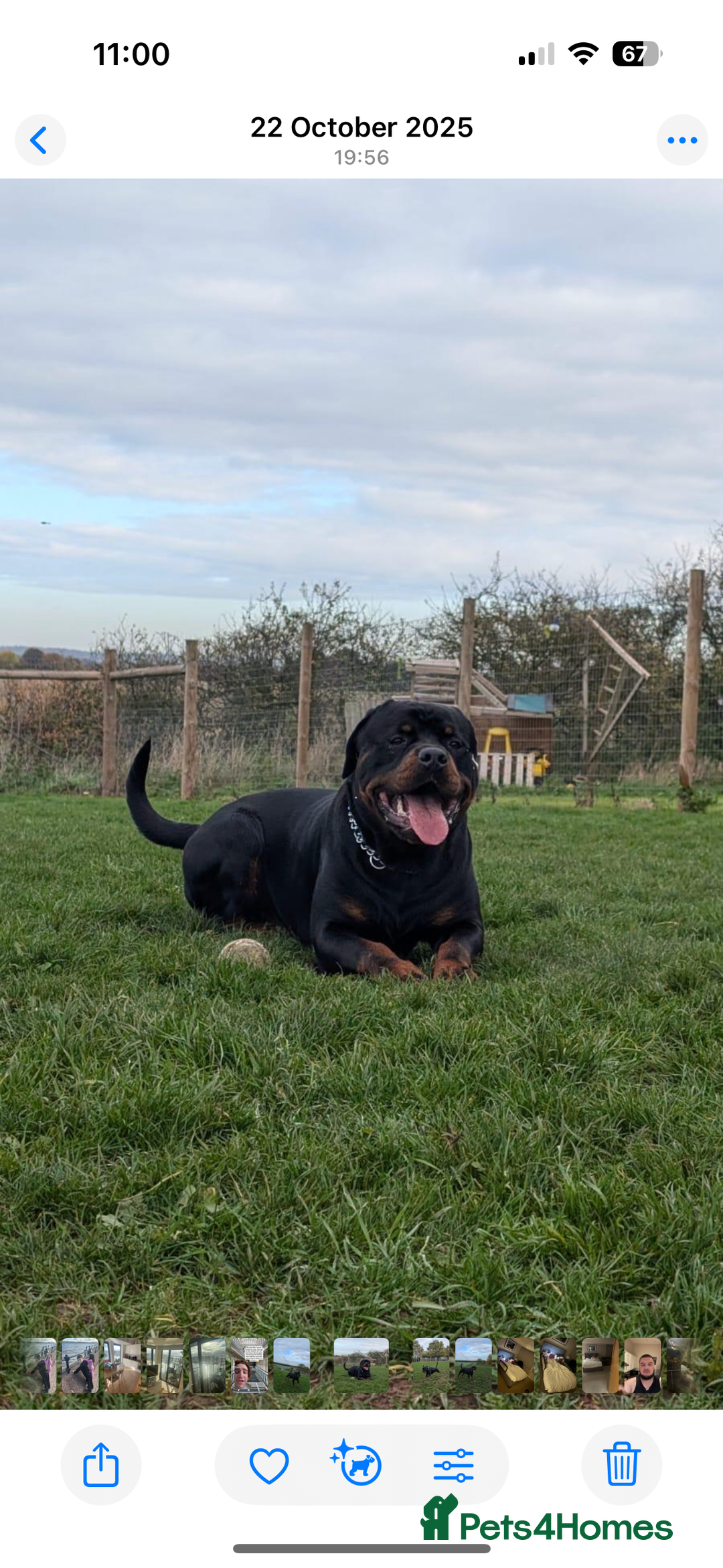 Rottweiler dogs for sale: Bear 2 year old Rottweiler  - Advert 1