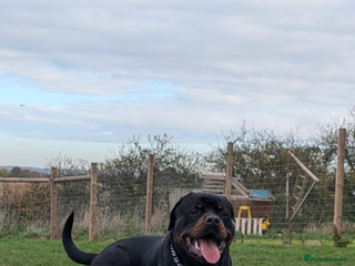 Rottweiler dogs Bear 2 year old Rottweiler - Advert 18