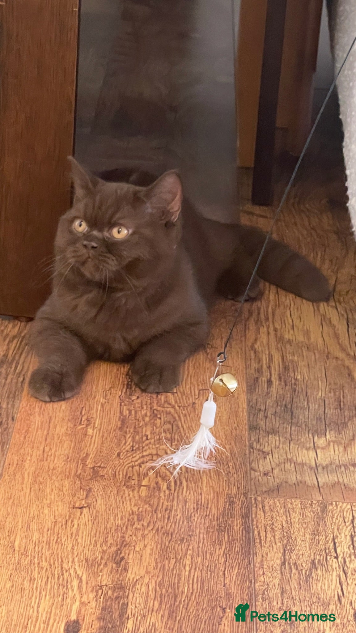 British Shorthair cats ⭐ 2 Chocolate Boy Shorthair – Ready to Go - Advert 1