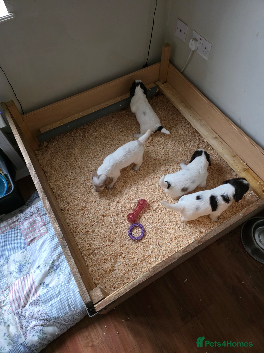 Sprocker dogs for sale: Beautiful Sprocker puppies  - Image 10