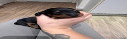 Dachshund dogs for sale: Dachshund puppies for sale  - Advert 6