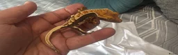 Gecko reptiles for sale: Baby gargoyle geckos and baby cresties lilys etx - Advert 23