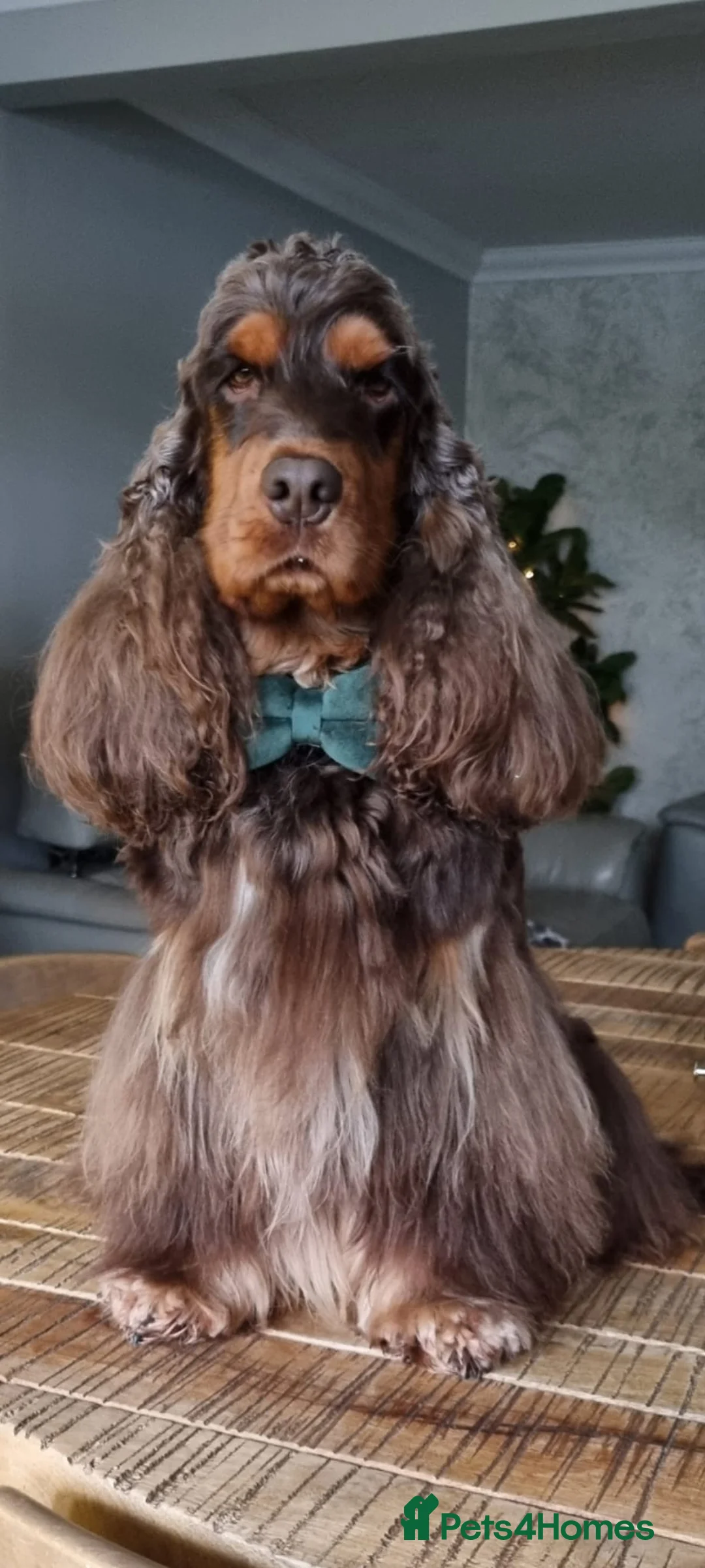 Cocker Spaniel dogs for sale: Beautiful DNA tested Show Cocker Spaniels - Advert 8