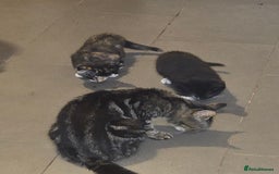 British Shorthair cats for sale: 2 kittens available now. B/w and calico - Image 8
