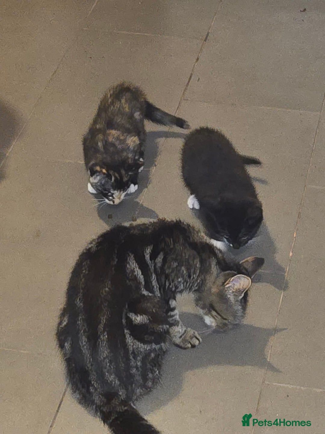 British Shorthair cats for sale: 2 kittens available now. B/w and calico - Image 8