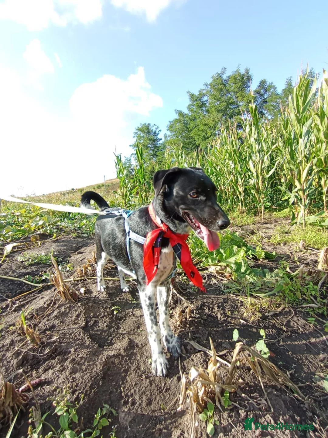 Mixed Breed dogs for adoption: ❤️GEMMIE❤️1yo girl, who chose life, people and fun - Advert 4