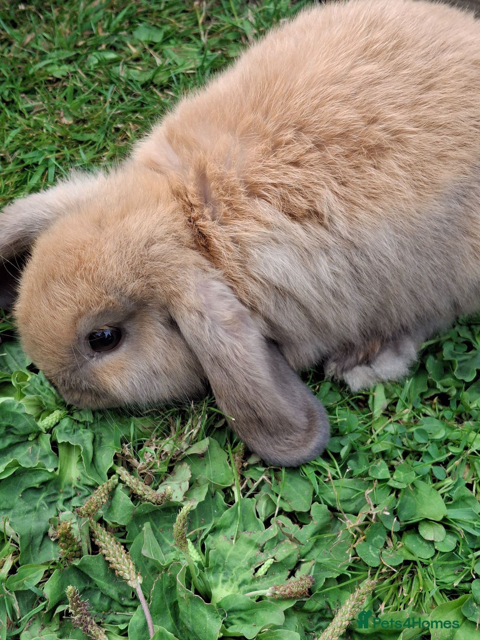 Mini Lop rabbits Cute Baby Minilops - Advert 1