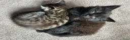 Mixed Breed cats for sale: 3 beautiful kitties. Playful and brave! - Advert 3
