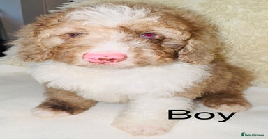 Cockapoo dogs REDUCED DNA TESTED, Last Merle Boy, READY NOW - Advert 12