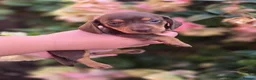 Miniature Dachshund dogs for sale: Miniature dachsund puppy's  in Walsall - Advert 7