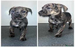 Presa Canario dogs for sale: Presa Canario puppies - Image 1