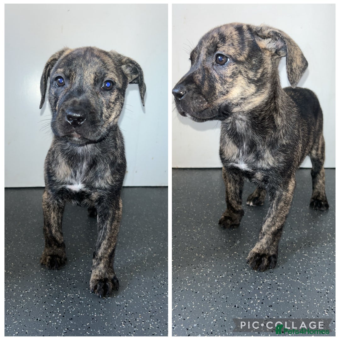 Presa Canario dogs for sale: Presa Canario puppies - Image 1
