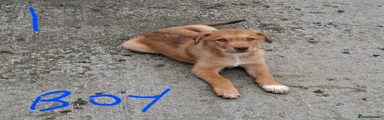 Mixed Breed 1