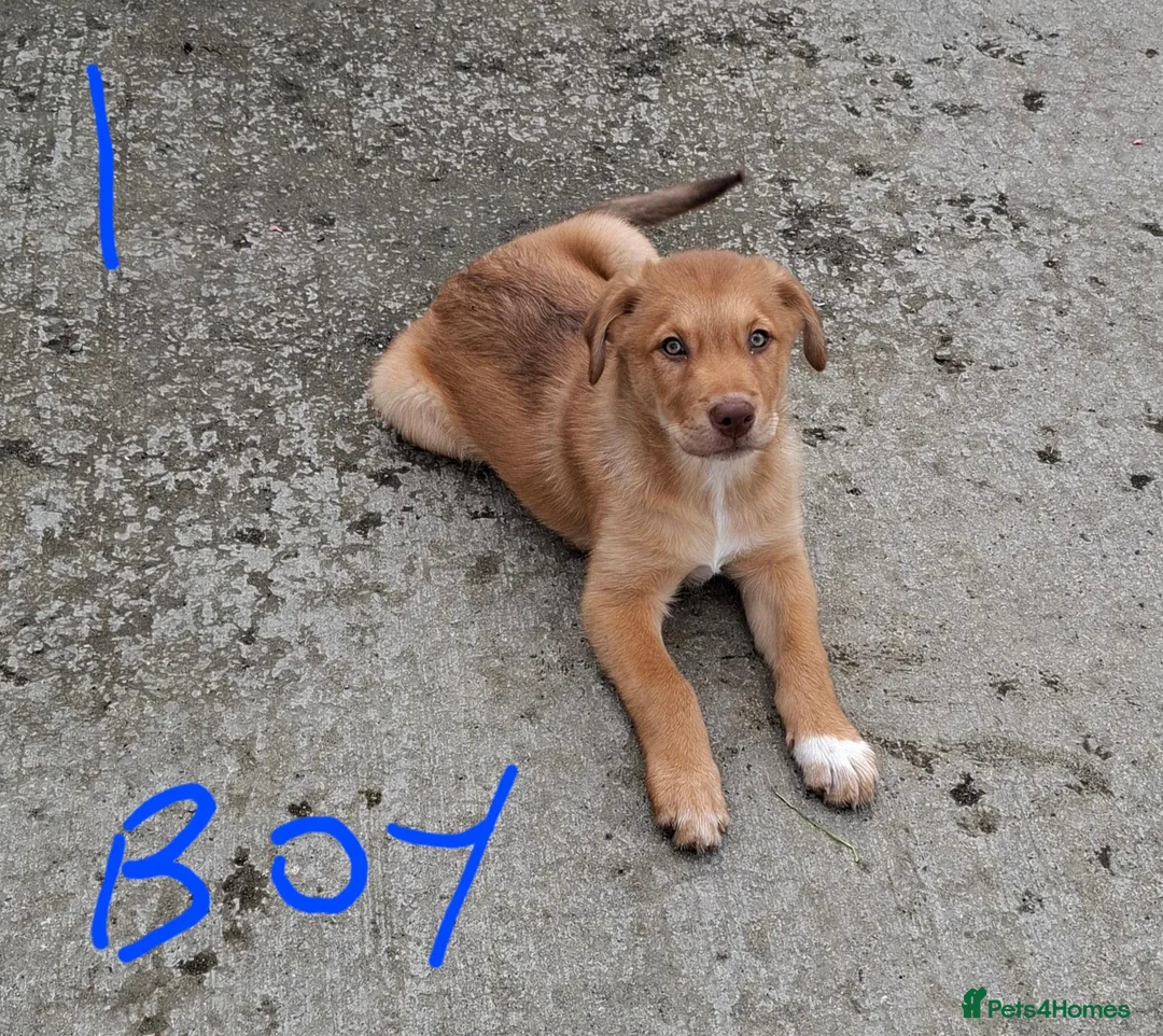 Mixed Breed dogs for sale: Kelpie x Collie puppies - Advert 2