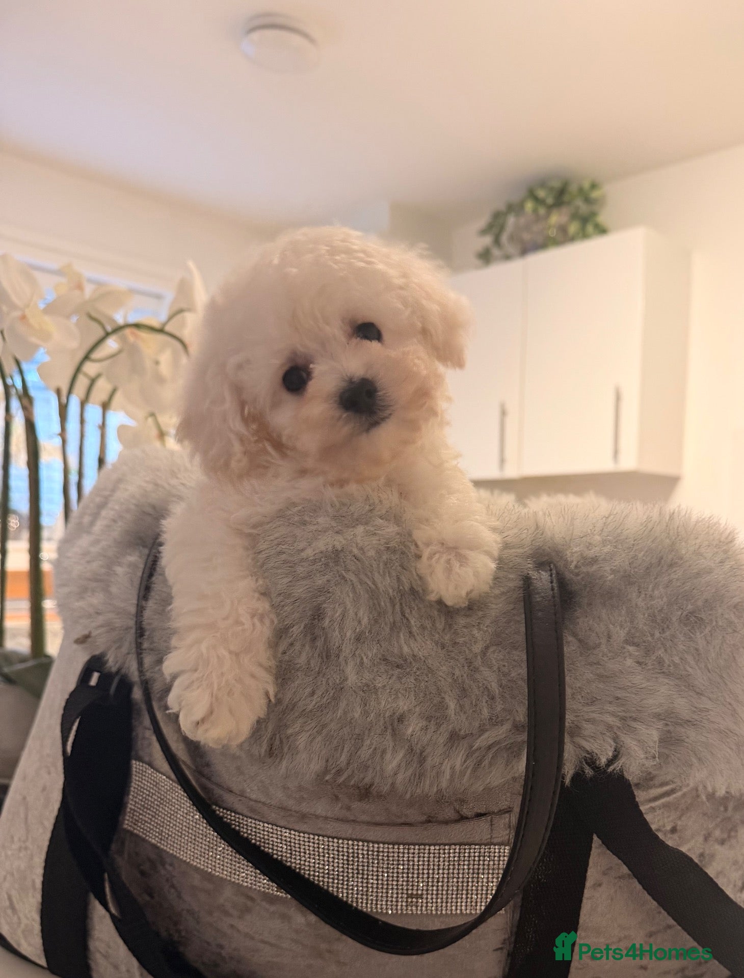 Toy Poodle dogs 💕 TINY TOY POODLE x ASIAN POODLE PUPPIES  💕 - Advert 1