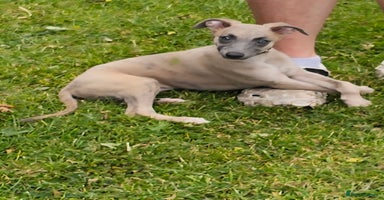 Whippet dogs - Advert 14