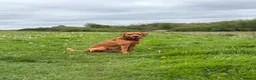 Labrador Retriever dogs for stud: Fox Red Labrador Retriever Stud – Bailey - Advert 3