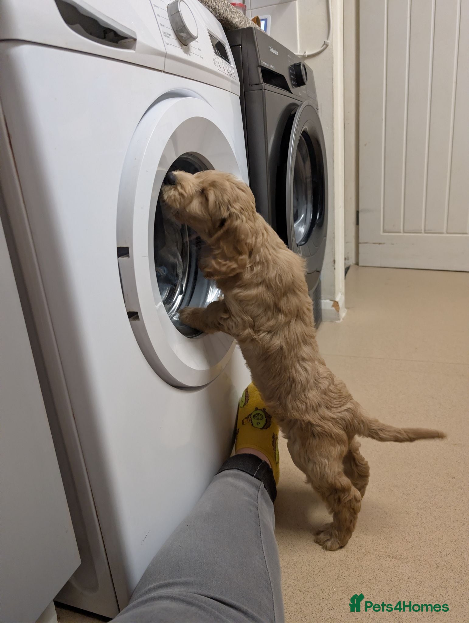Cockapoo dogs Rehoming our beloved cockapoo Max - Advert 5