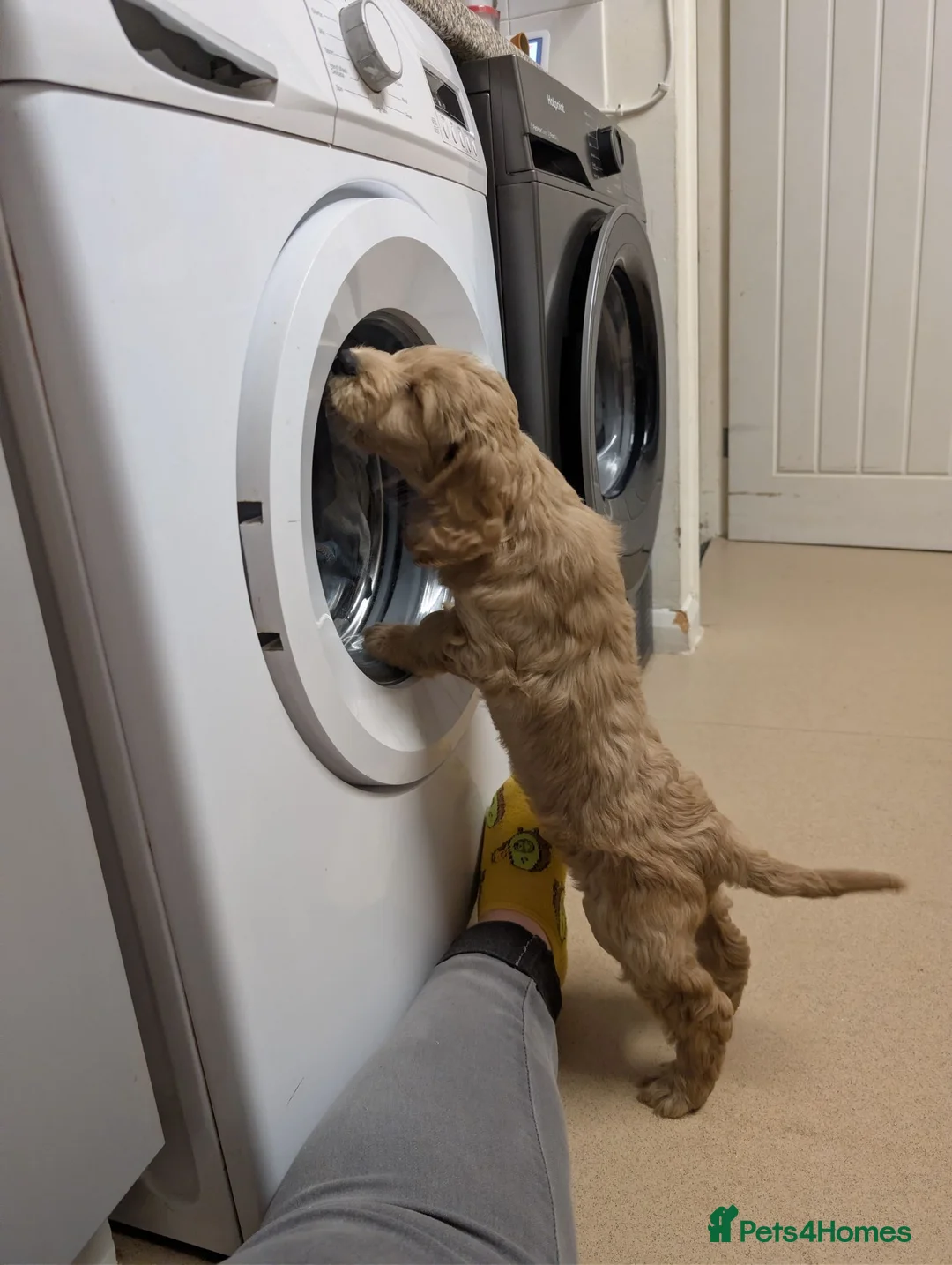 Cockapoo dogs for sale: Rehoming our beloved cockapoo Max in Barnstaple - Advert 1