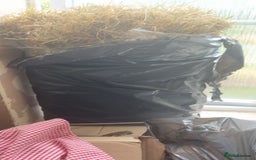 Guinea Pig rodents for sale: 4 guinea pigs - Image 5