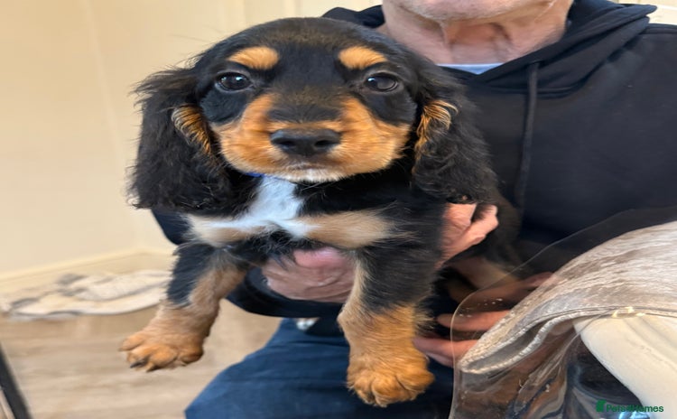 Cocker Spaniel dogs - Advert 11