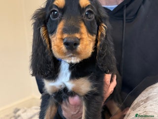 Cocker Spaniel dogs - Advert 4