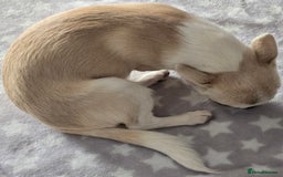 Chihuahua dogs for sale: KC CREAM & WHITE BOY - Image 12