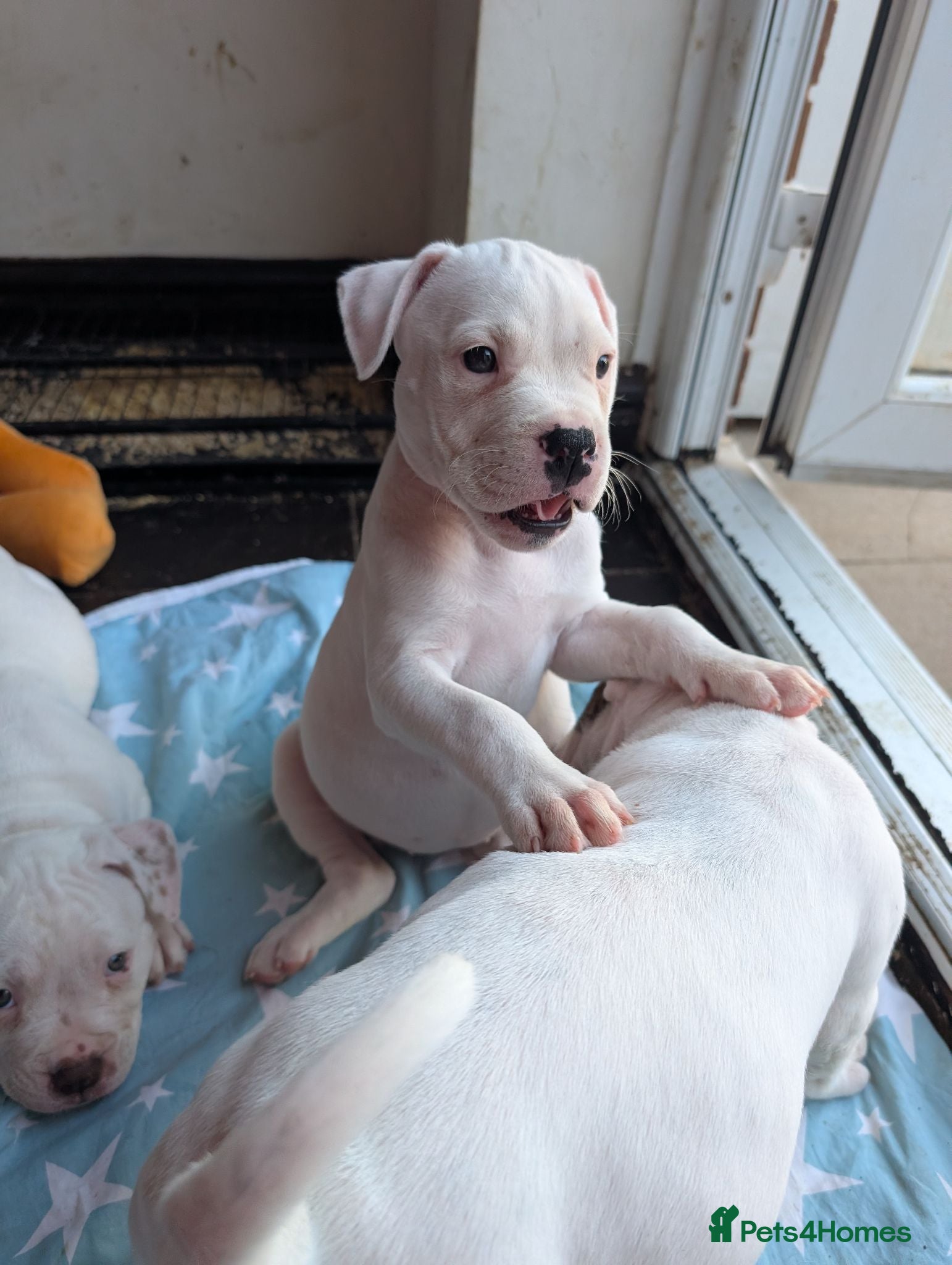 American Bulldog dogs Johnson American bulldog puppies - Advert 2