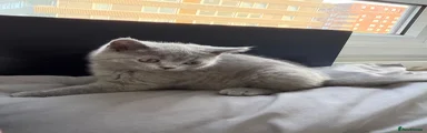 British Shorthair 3