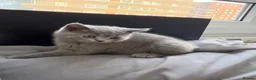British Shorthair cats for sale: 3 x British Shorthair kittens - Advert 8