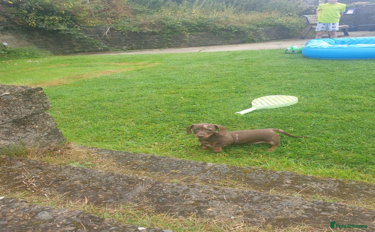 Miniature Dachshund dogs - Advert 16