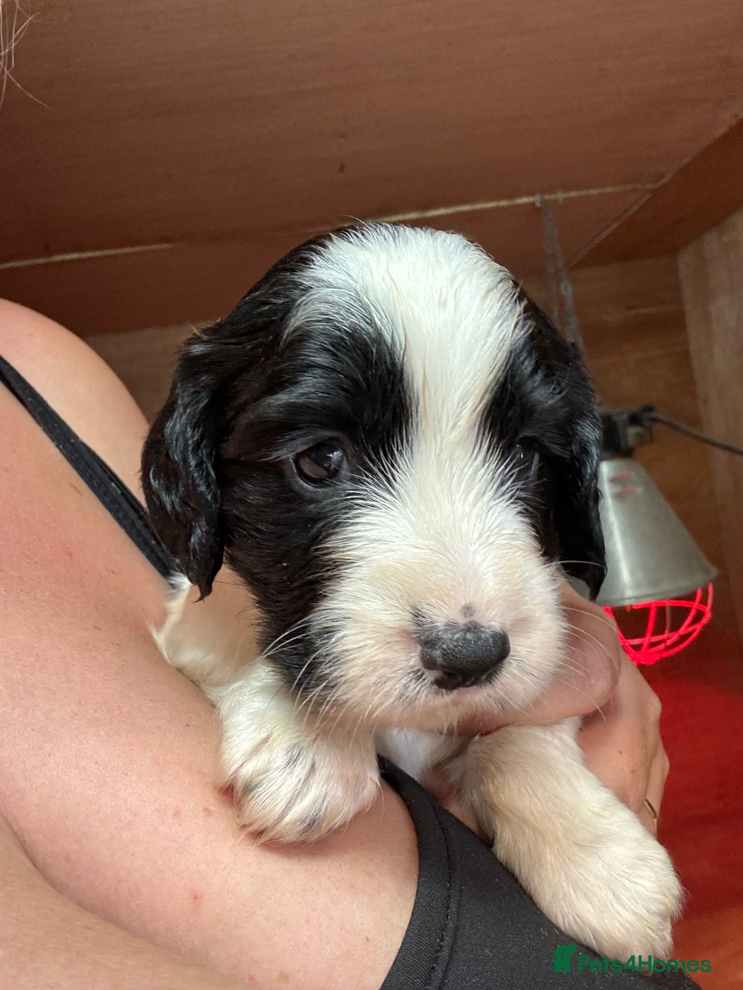 Sprocker dogs for sale: White and Black Sprocker - Image 4