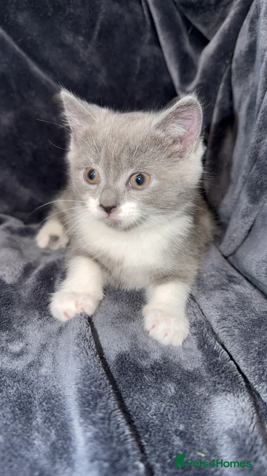 Mixed Breed cats for sale: Persian blue Russian & Tabby - Advert 36