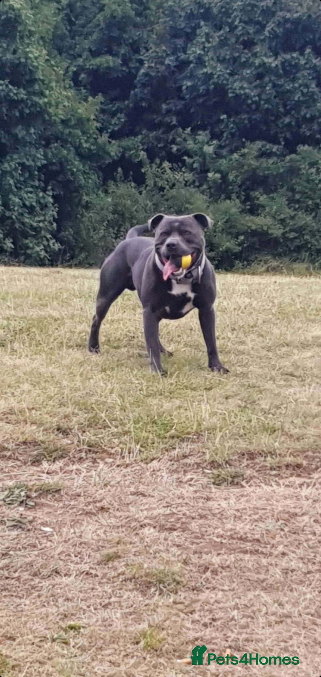 Staffordshire Bull Terrier dogs for stud: *PROVEN stud* Blue Staffordshire bull terrier in Middlesbrough - Advert 2