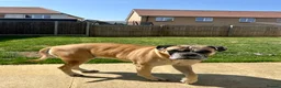 Mixed Breed dogs for sale: HuskyDoodle and Bullmastiff in Haverhill - Advert 4