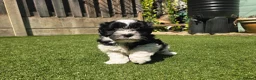 Lhasapoo dogs for sale: Stunning Lhasapoo Puppies. READY NOW! - Advert 13
