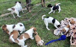 Jack Russell dogs for sale: Pure Jack Russell puppies - Image 17