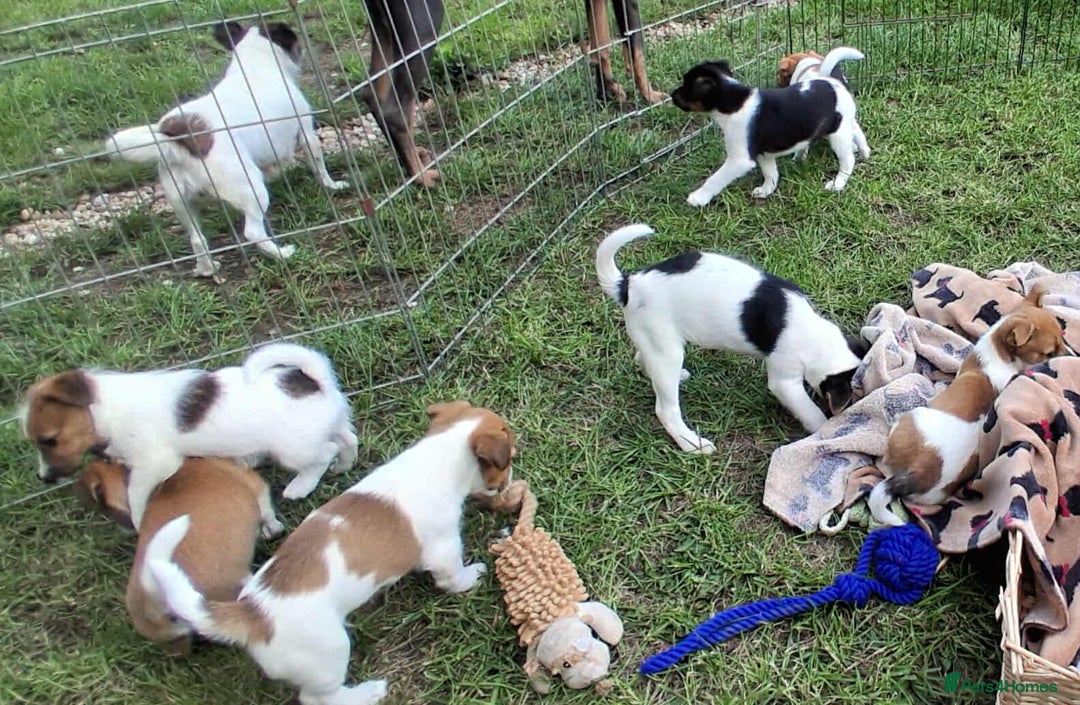 Jack Russell dogs for sale: Pure Jack Russell puppies - Image 17