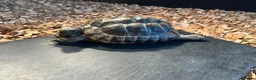 Tortoise reptiles for sale: Greek spur thigh tortoise male  in London - Advert 2