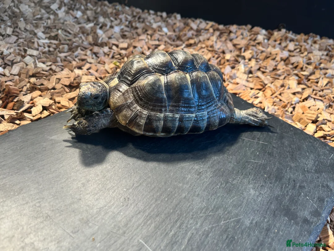 Tortoise reptiles for sale: Greek spur thigh tortoise male  in London - Advert 2