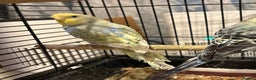 Budgerigars birds for sale: Young Budgies for sale  - Advert 10