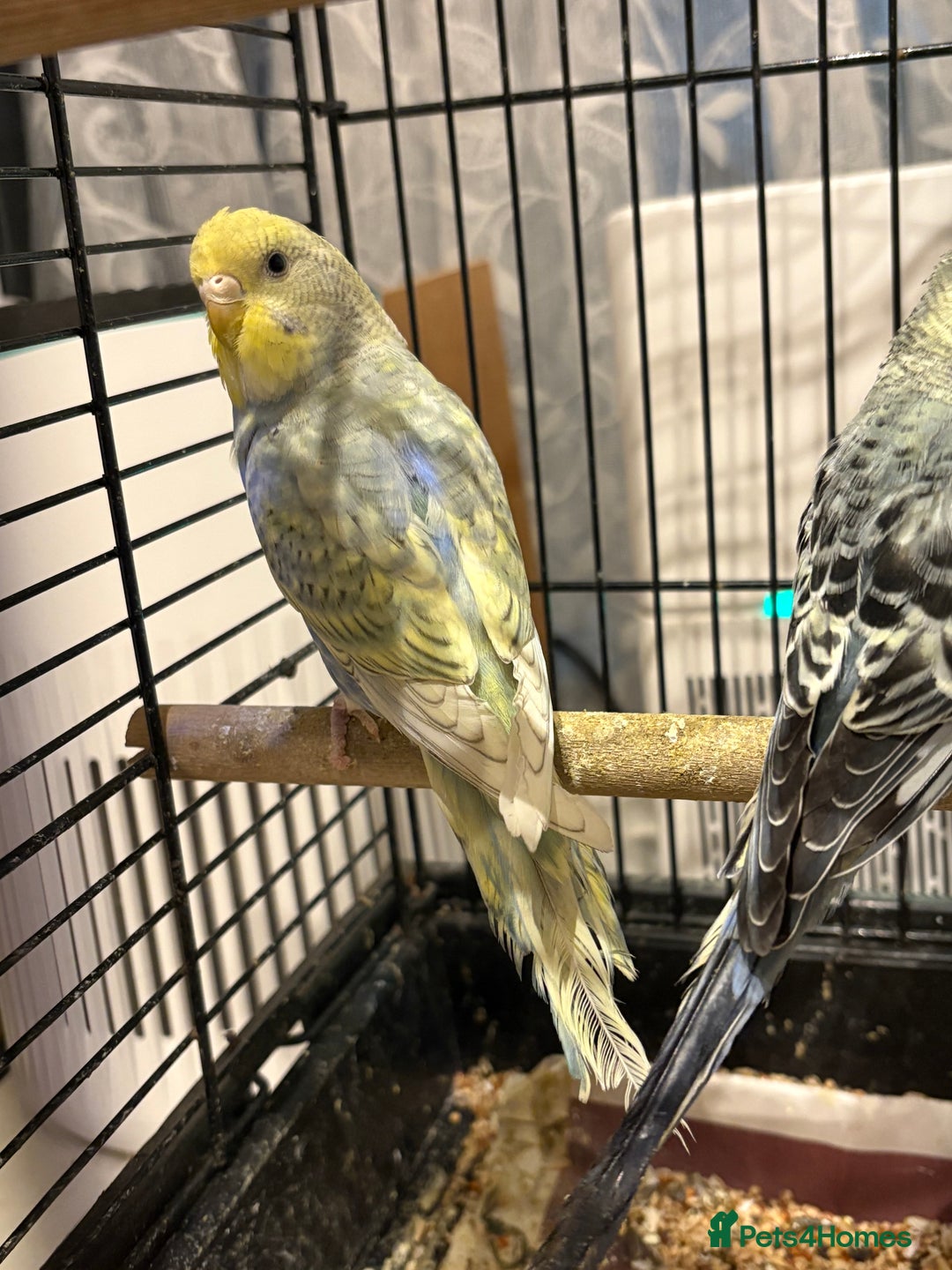 Budgerigars birds for sale: Young Budgies for sale  - Advert 10