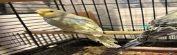 Budgerigars birds for sale: Young Budgies for sale  - Advert 19