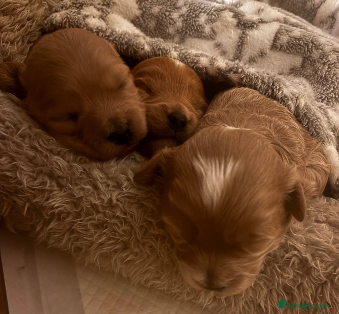 Cavachon dogs for sale: Toy Cavapoochons  - Advert 5