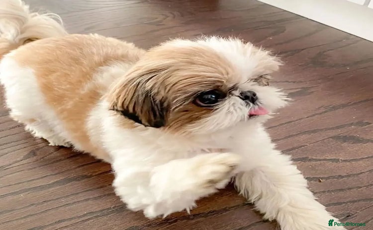 Shih Tzu dogs - Advert 7