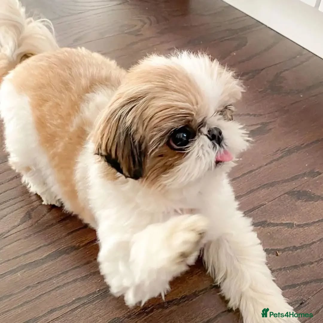 Shih Tzu dogs for sale: Cute male and female shih tzu puppies available - Image 1