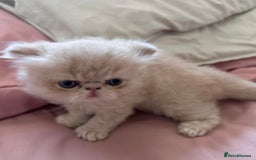 Exotic cats for sale: CHUNKY SHOW QUALITY GCCF REGISTERED MALE - Image 4