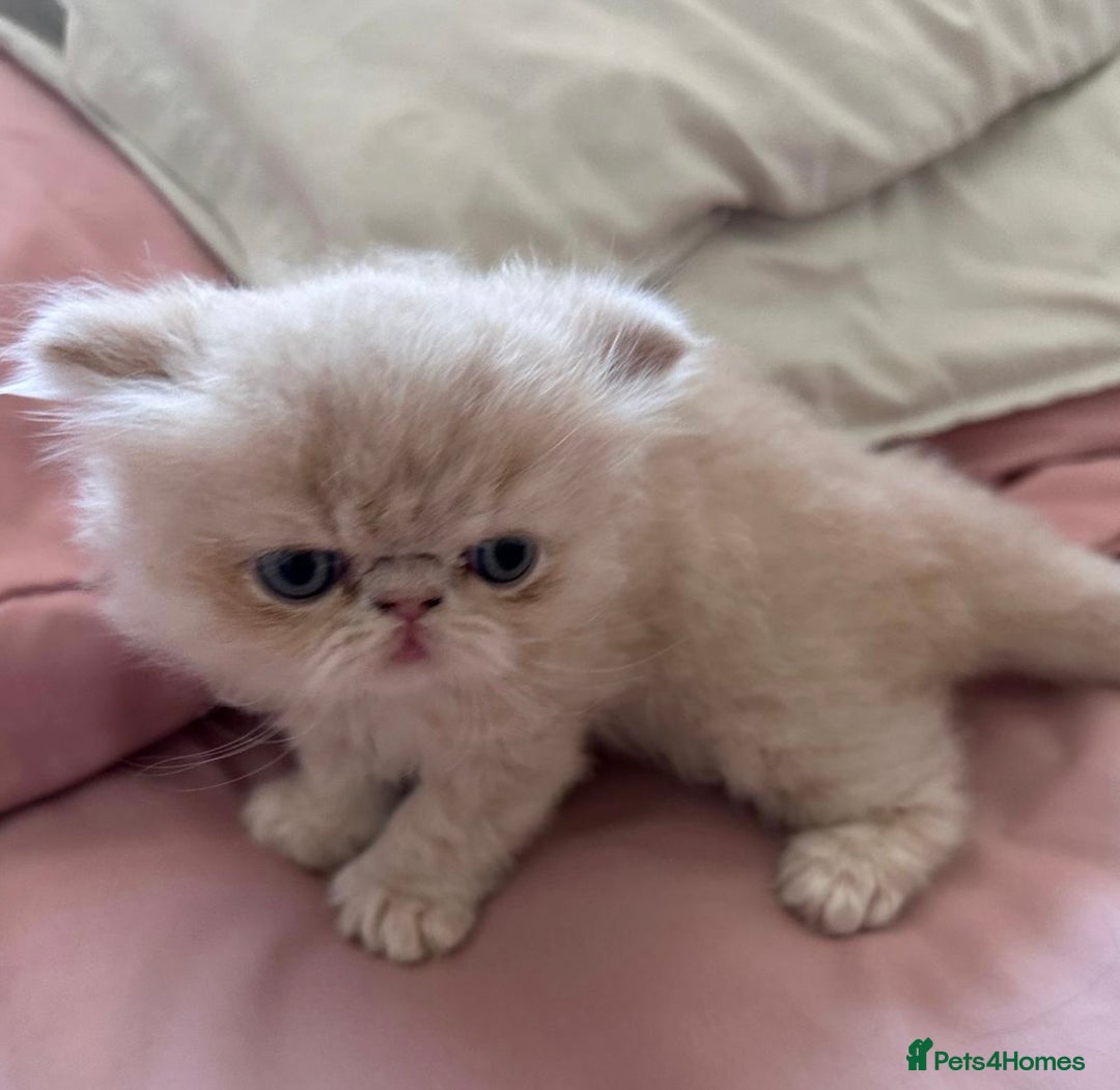 Exotic cats for sale: CHUNKY SHOW QUALITY GCCF REGISTERED MALE - Image 4