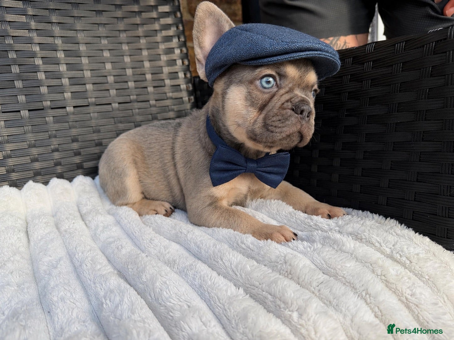 French Bulldog dogs Male French bulldog puppy - Advert 20