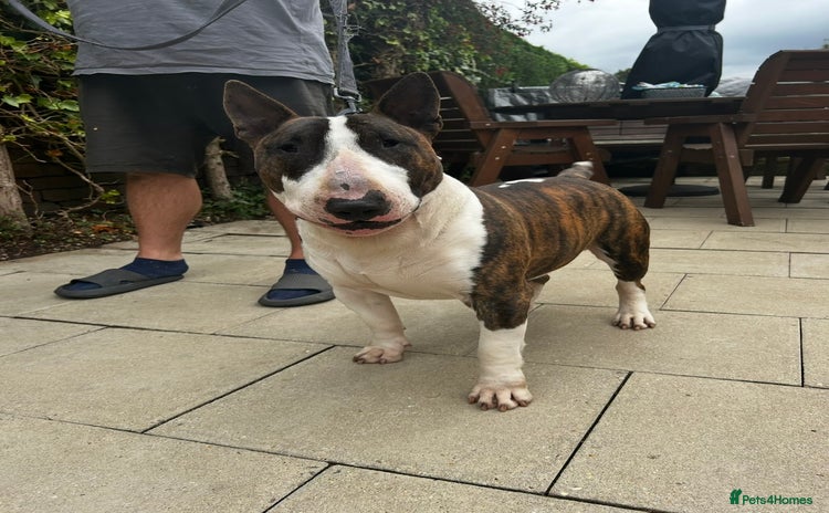 English Bull Terrier dogs - Advert 1